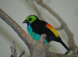 Image of Paradise Tanager