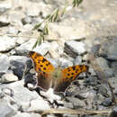 Polygonia interrogationis Fabricius 1798的圖片