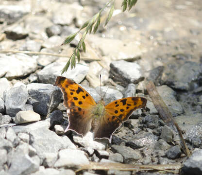 Sivun Polygonia interrogationis Fabricius 1798 kuva