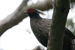 Image of Kalij Pheasant