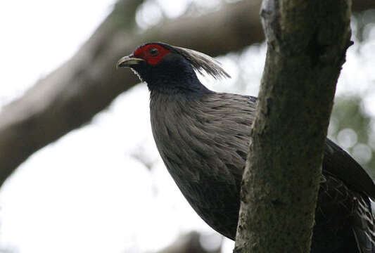 Image of Kalij Pheasant