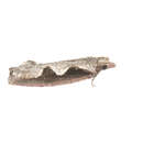 Image of Diamondback Epinotia Moth