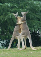 Image of red kangaroo