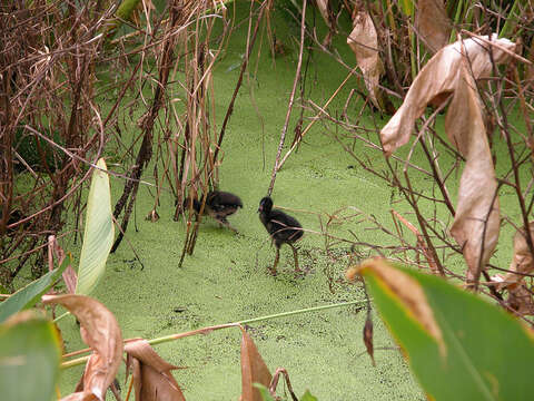 Image of American Purple Gallinule