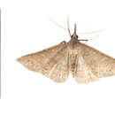 Image of Speckled Renia Moth