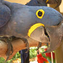 Image of Hyacinth Macaw