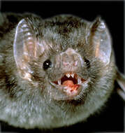 Image of vampire bat