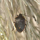 Image of Conchuela Bug