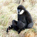 Image de Gibbon à favoris blancs du Nord