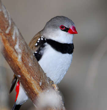 Image of firetail finches