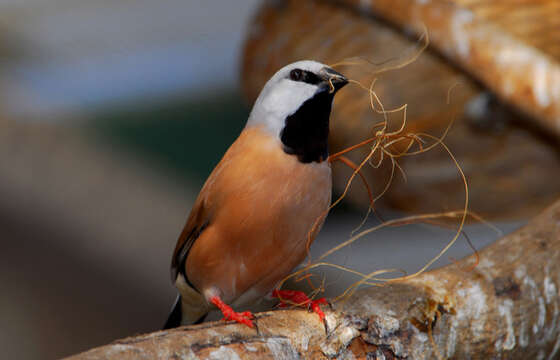 Image of Black-throated Finch