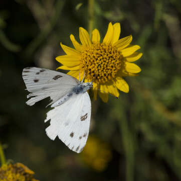 Image of Checkered Whites