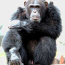 Image of chimpanzee