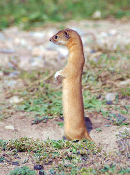 Image of Mountain Weasel