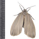 Image of Painted Lichen Moth