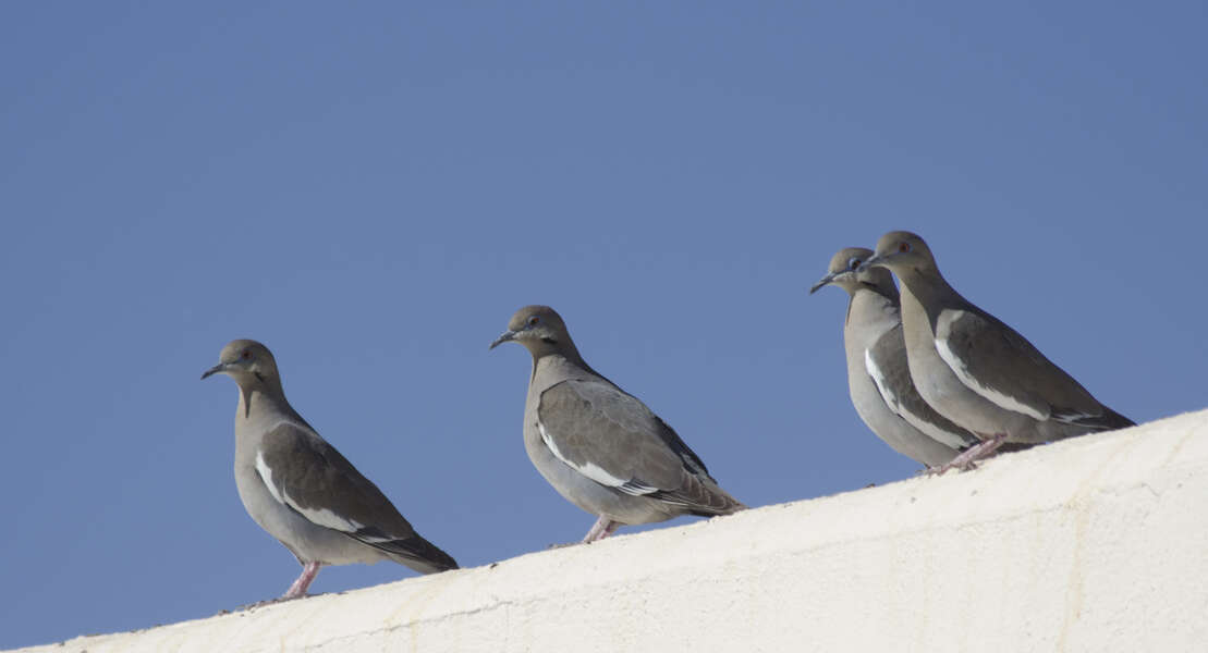 Image of White-winged Dove