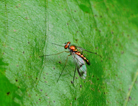 Plancia ëd Dolichopodidae