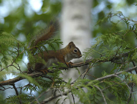 Image of pine squirrel