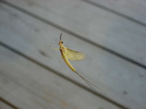 Image of common burrower mayflies
