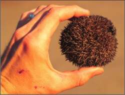 Image of Globe thistles