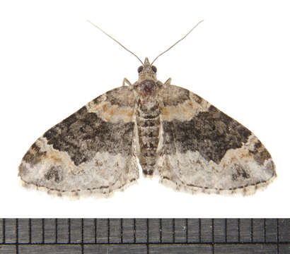 Image of dark-barred twin-spot carpet