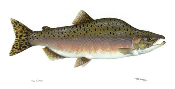 Image of Pink Salmon