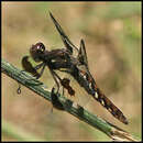 Image of Common Whitetail or Long-tailed Skimmer