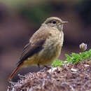 Image of Black Redstart