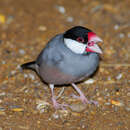 Image of Java Sparrow