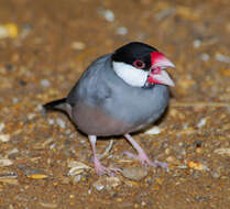 Image of Java Sparrow