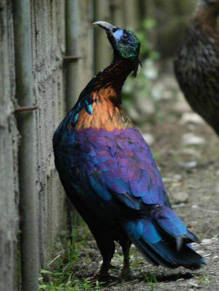 Imagem de Lophophorus lhuysii Geoffroy Saint-Hilaire & A 1866