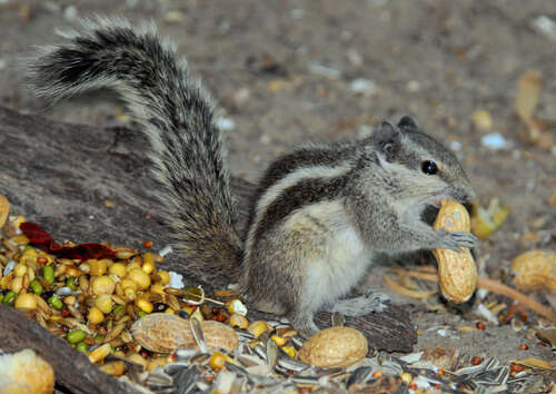 Image of Palm Squirrels