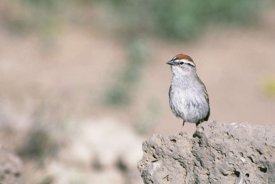 Spizella passerina (Bechstein 1798) resmi