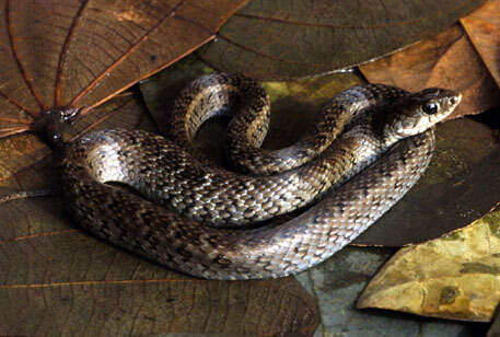 Image of Almaden Ground Snake