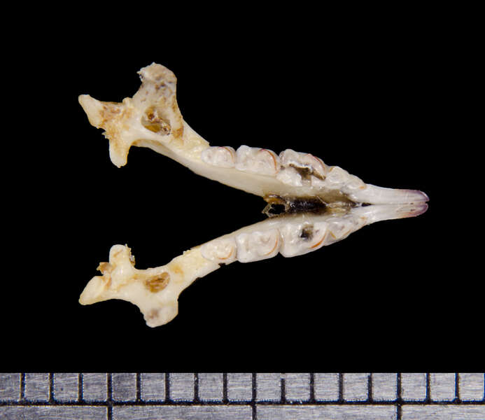 Image of Merriam's small-eared shrew