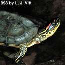 Image of Spot-legged turtle