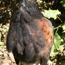 Image of Harris's Hawk