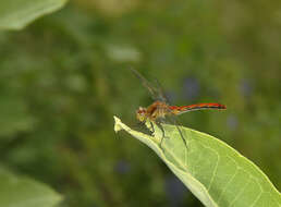 Image of Ruby Meadowhawk