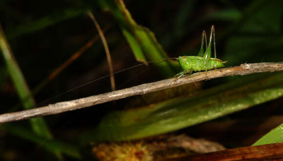 Image of Lesser Meadow Katydids