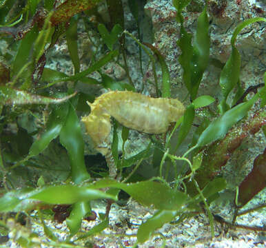 Image of seahorses