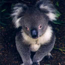 Image of Koala