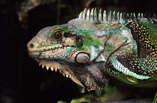 Sivun Iguana kuva