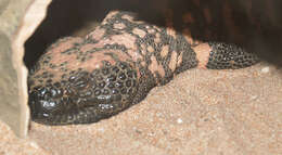 Image of beaded lizards