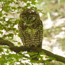 Image of Spotted Owl