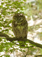 Strix occidentalis (Xántus 1860) resmi