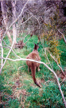 Macropus fuliginosus (Desmarest 1817) resmi