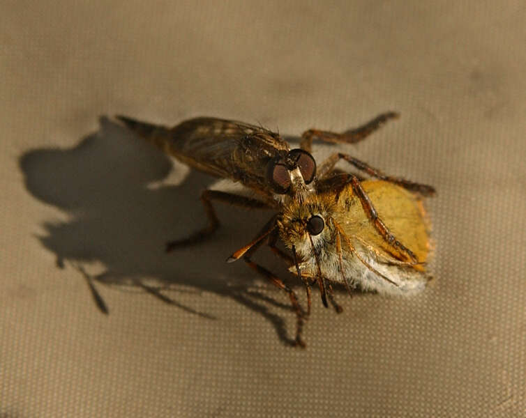 Image de Asilidae