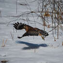 Image of Red-shouldered Hawk