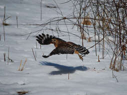 Image of Red-shouldered Hawk