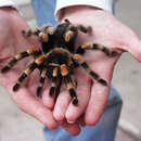 Image of Mexican Red Knee Tarantula